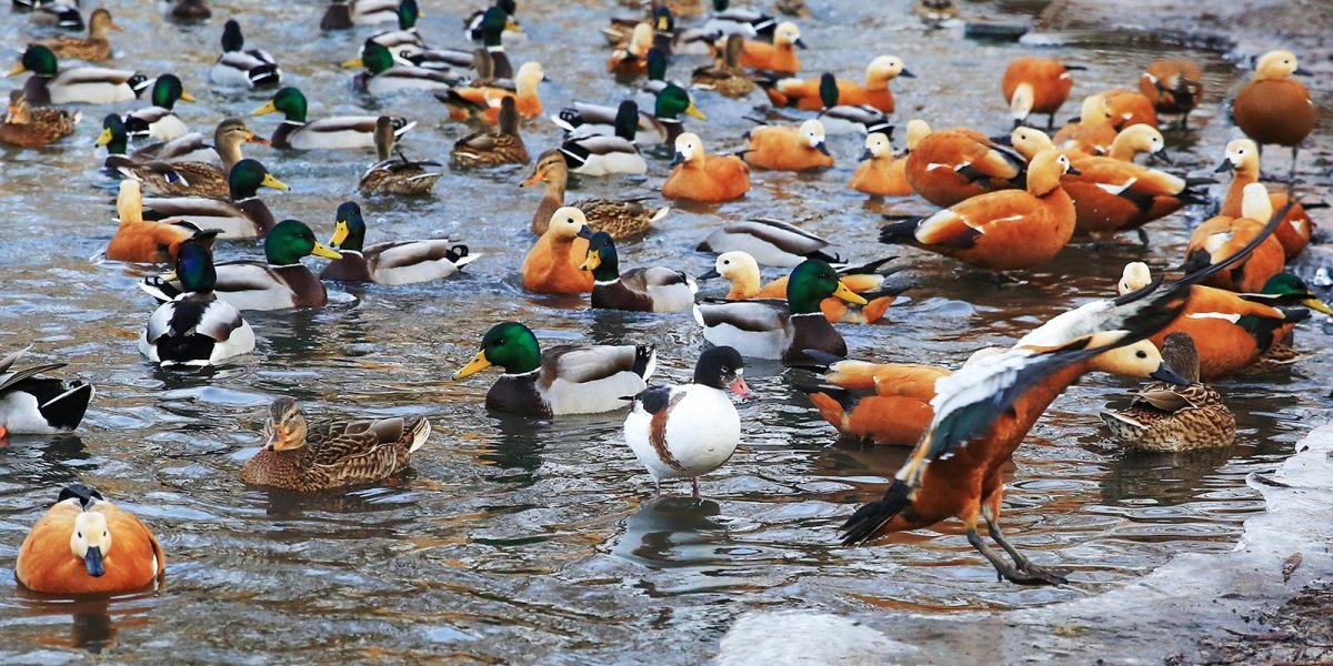 Животный мир Москвы