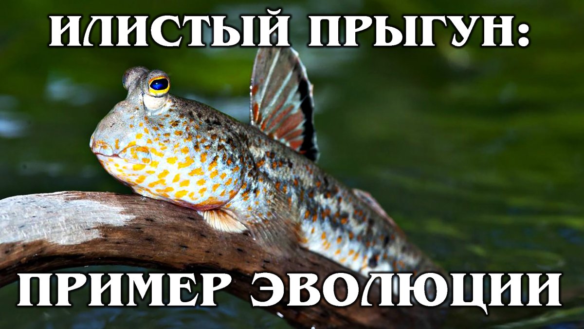 Анабас ползун