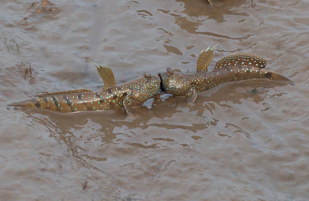 Анабас рыба