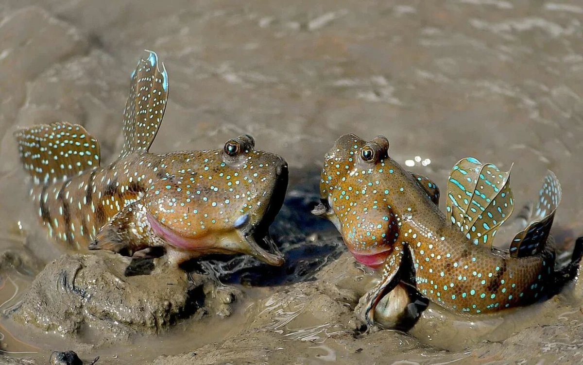 Mudskipper Nima