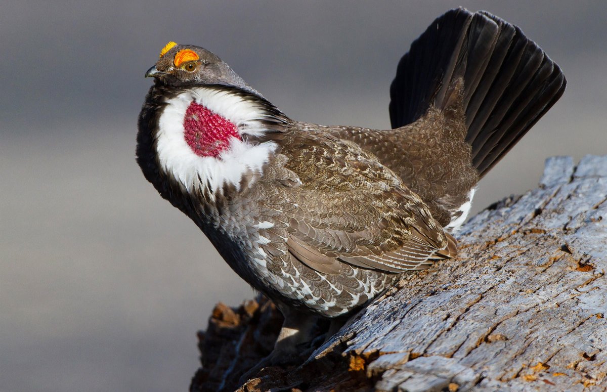 Дымчатый тетерев