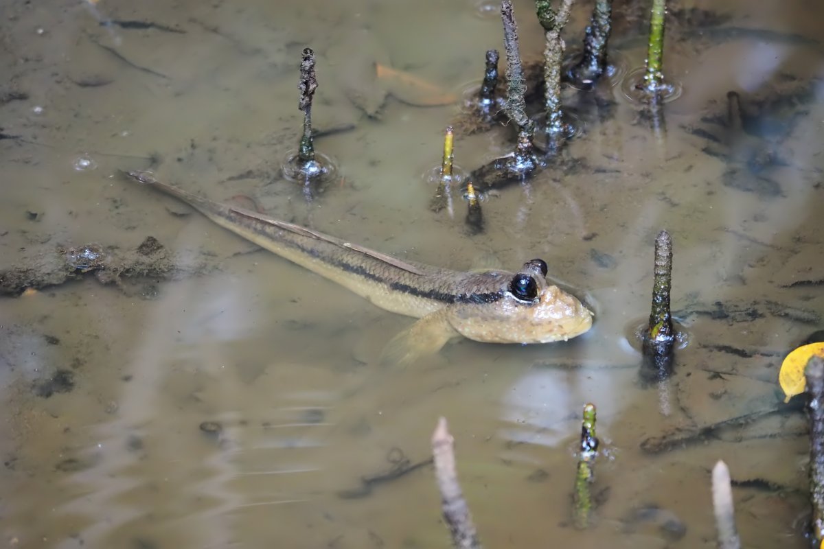 Рыба илистый прыгун