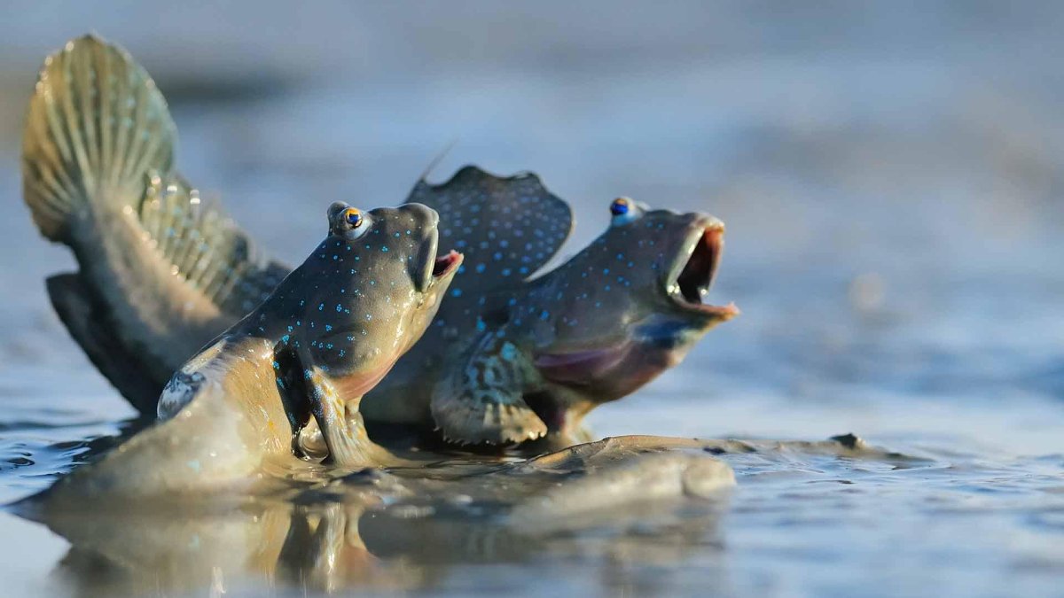 Конкурса comedy Wildlife Photography Awards