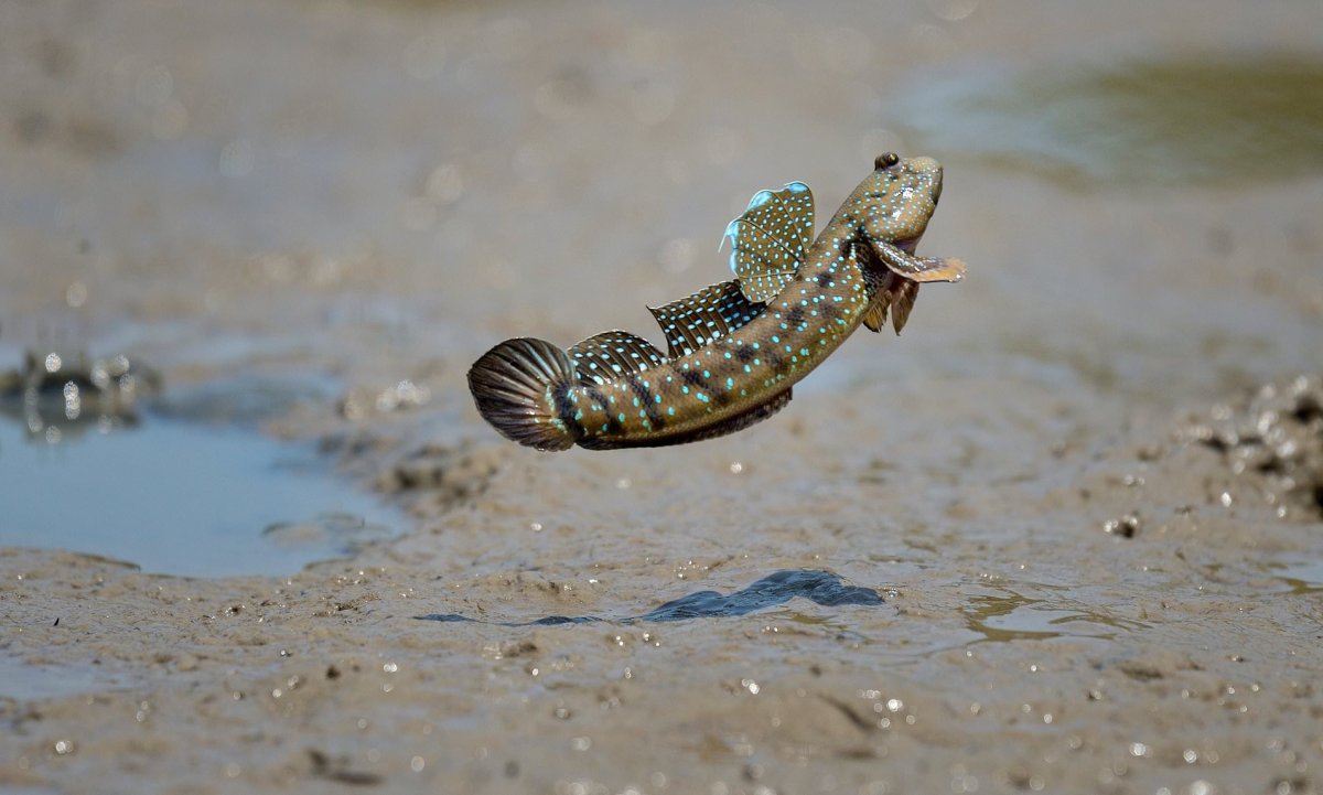 Илистый прыгун рыба в индийском океане