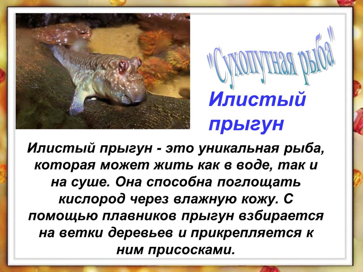 Илистый прыгун