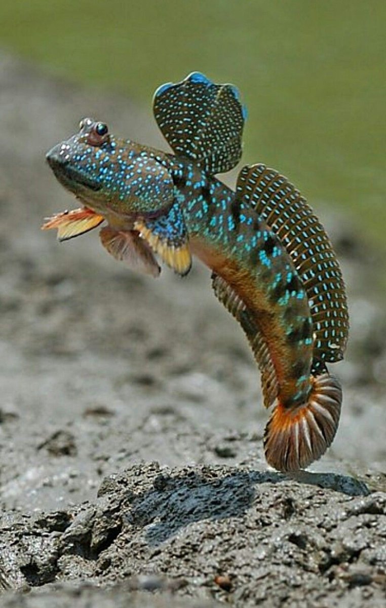 Илистый прыгун скелет