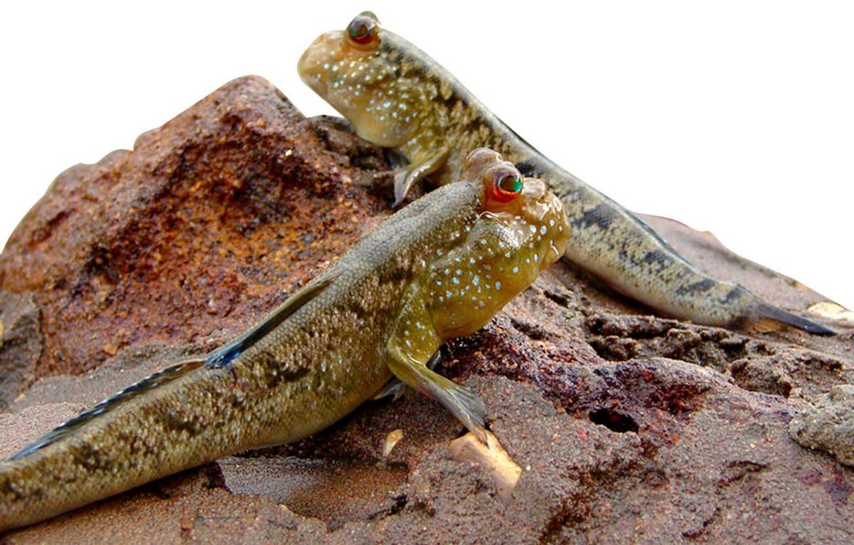 Илистый прыгун Эволюция