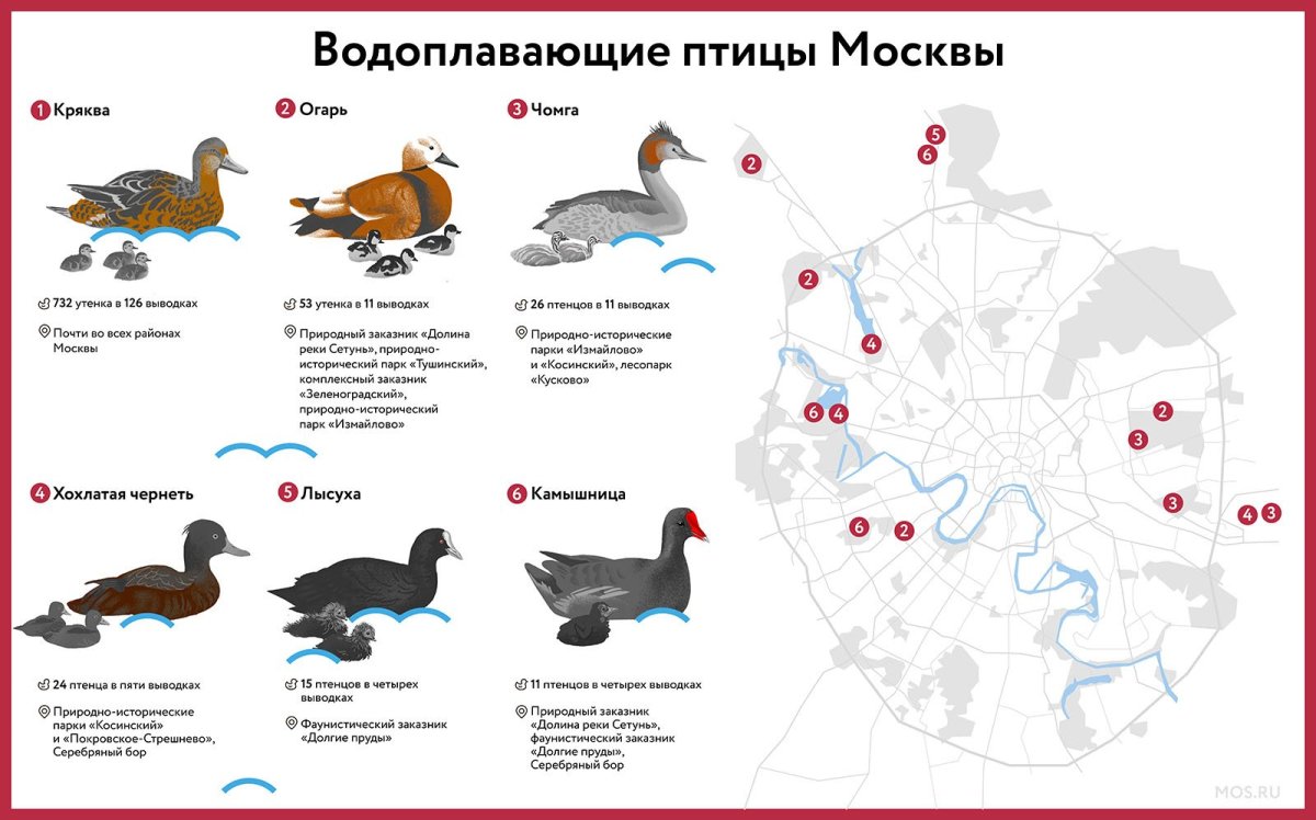 Водоплавающие птицы названия