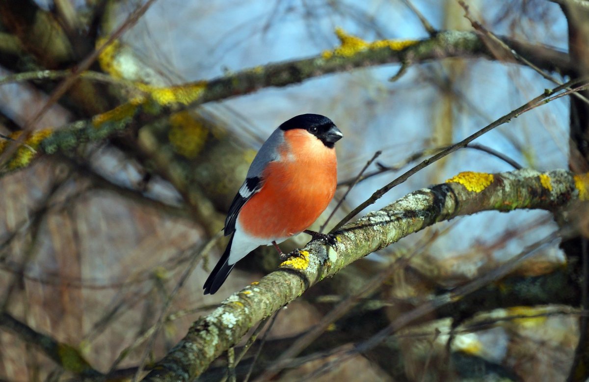 Птицы Подмосковья Снегирь