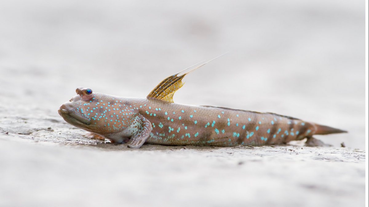 Mudskipper рыба
