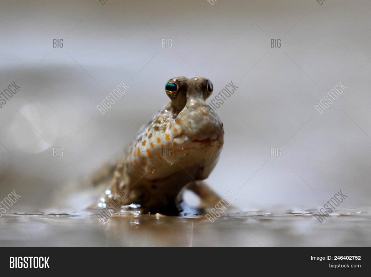 Periophthalmodon septemradiatus