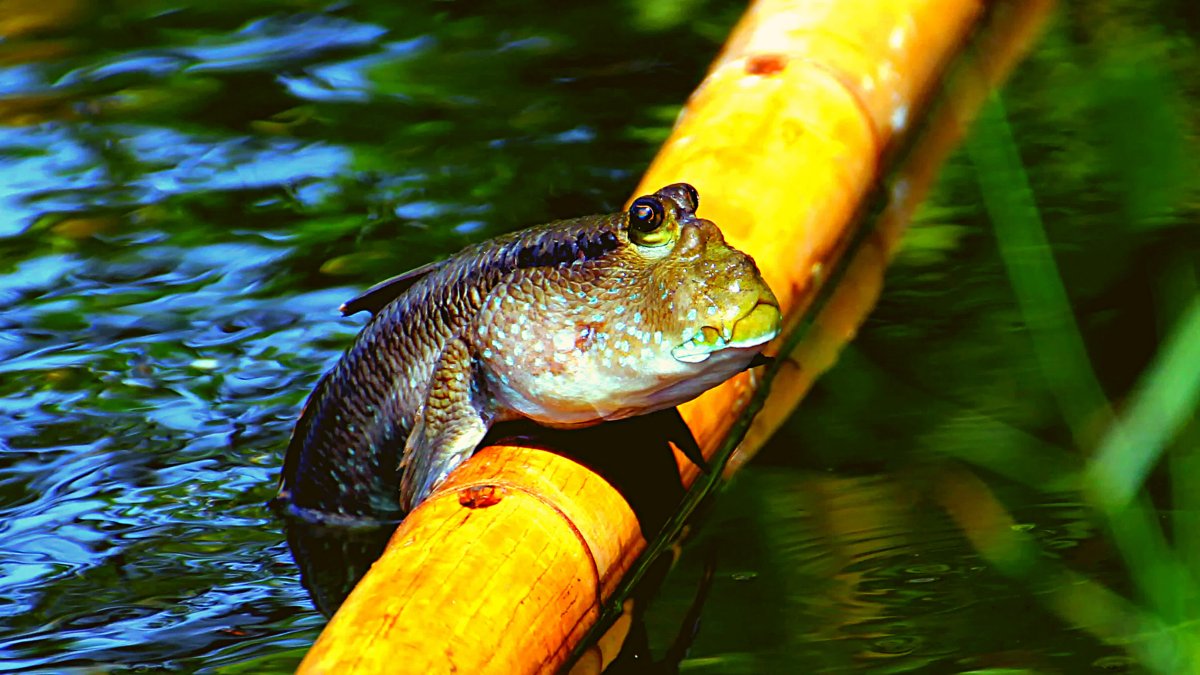Илистый прыгун рыба в индийском океане