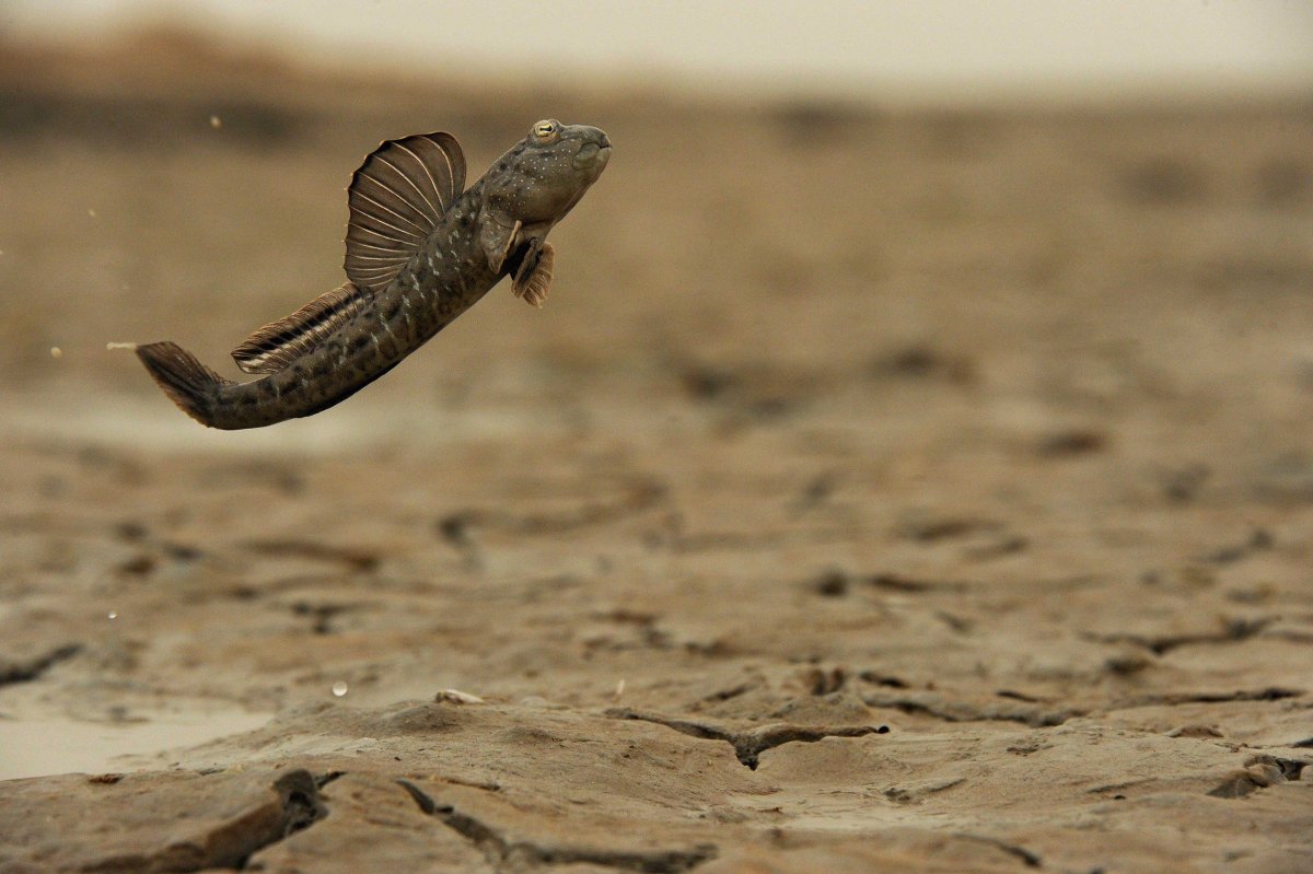 Обыкновенный илистый прыгун