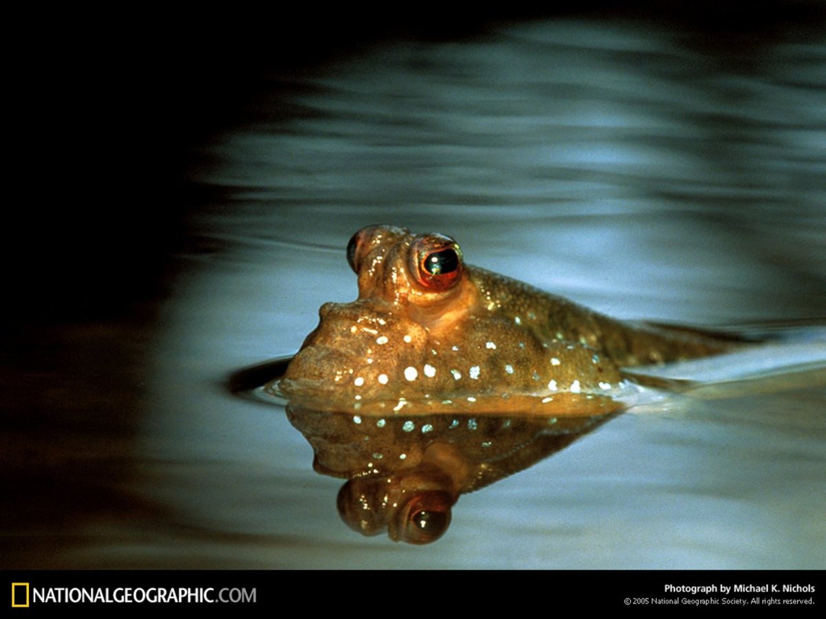 Илистый прыгун