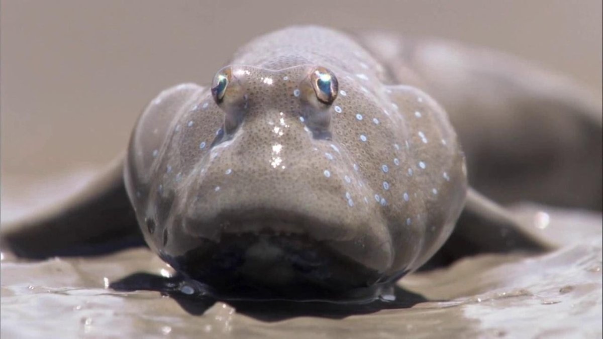 Илистый прыгун глаза