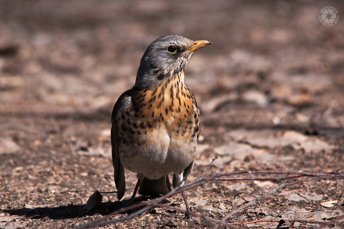 Птицы Москвы