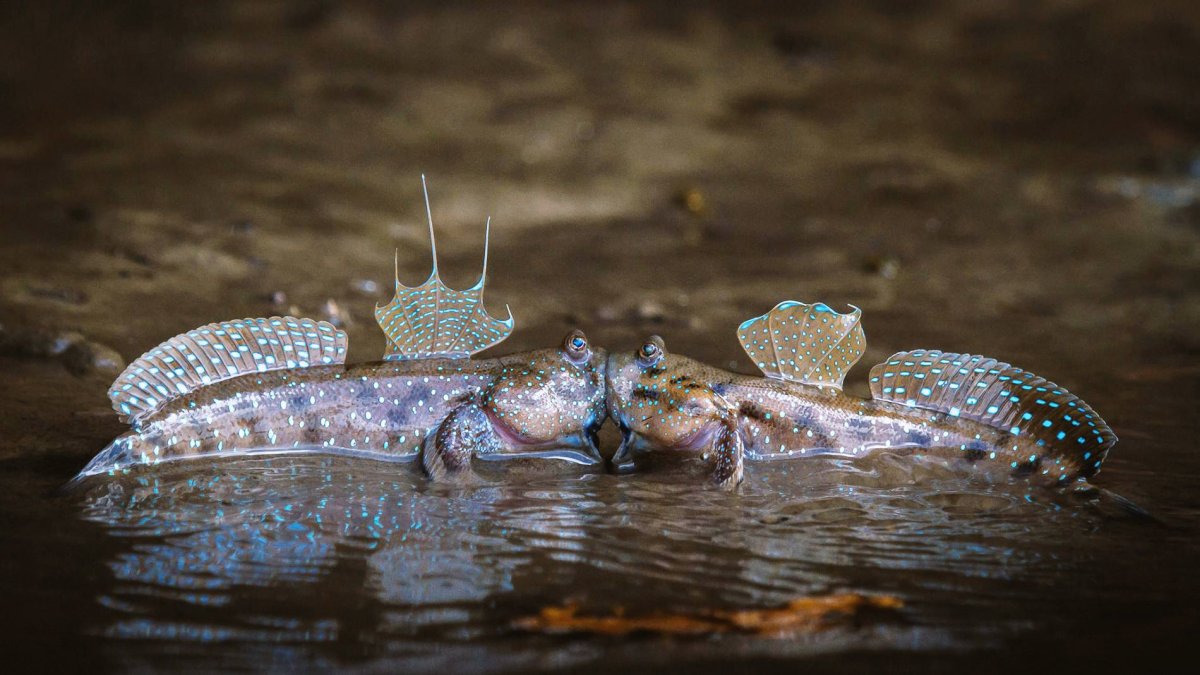 Илистые прыгуны обои