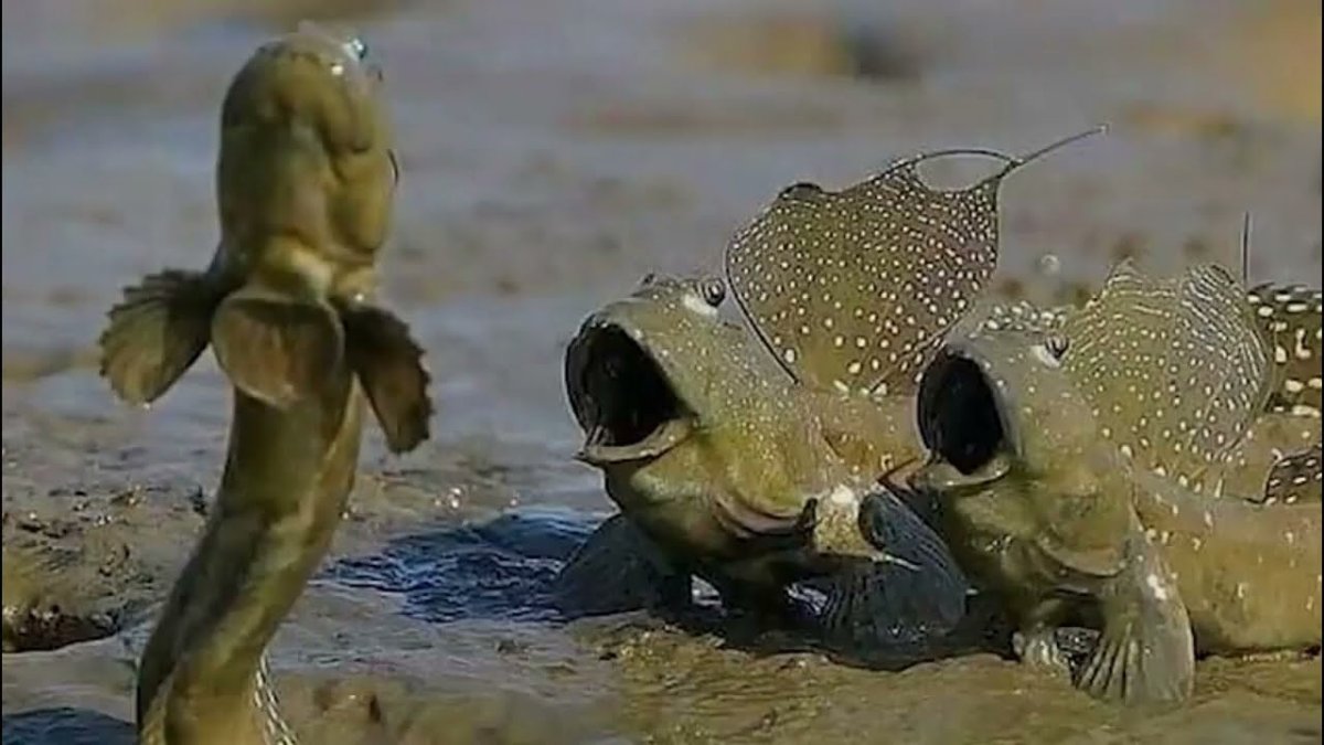 Илистый прыгун рыба