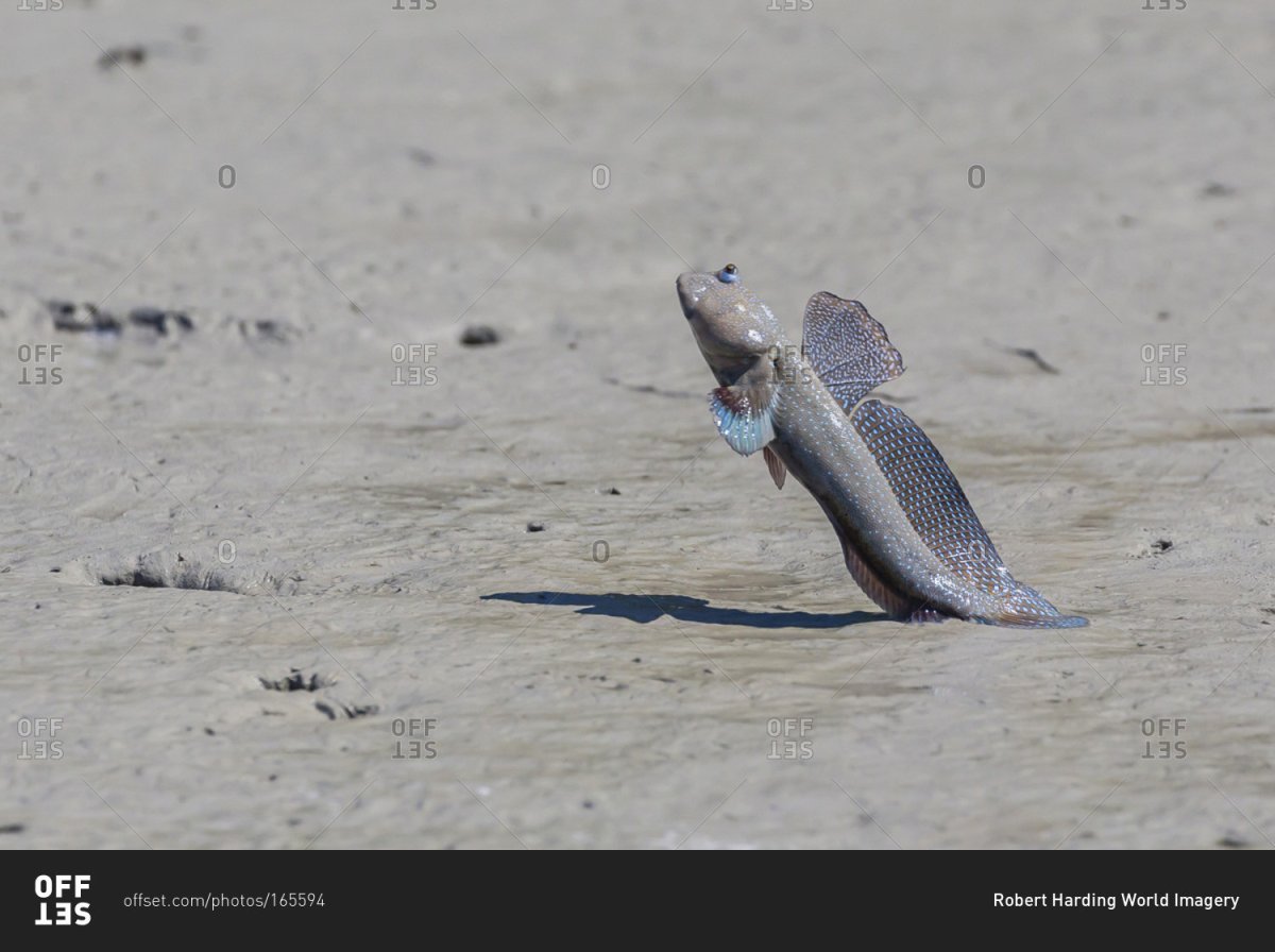 Periophthalmus barbarus