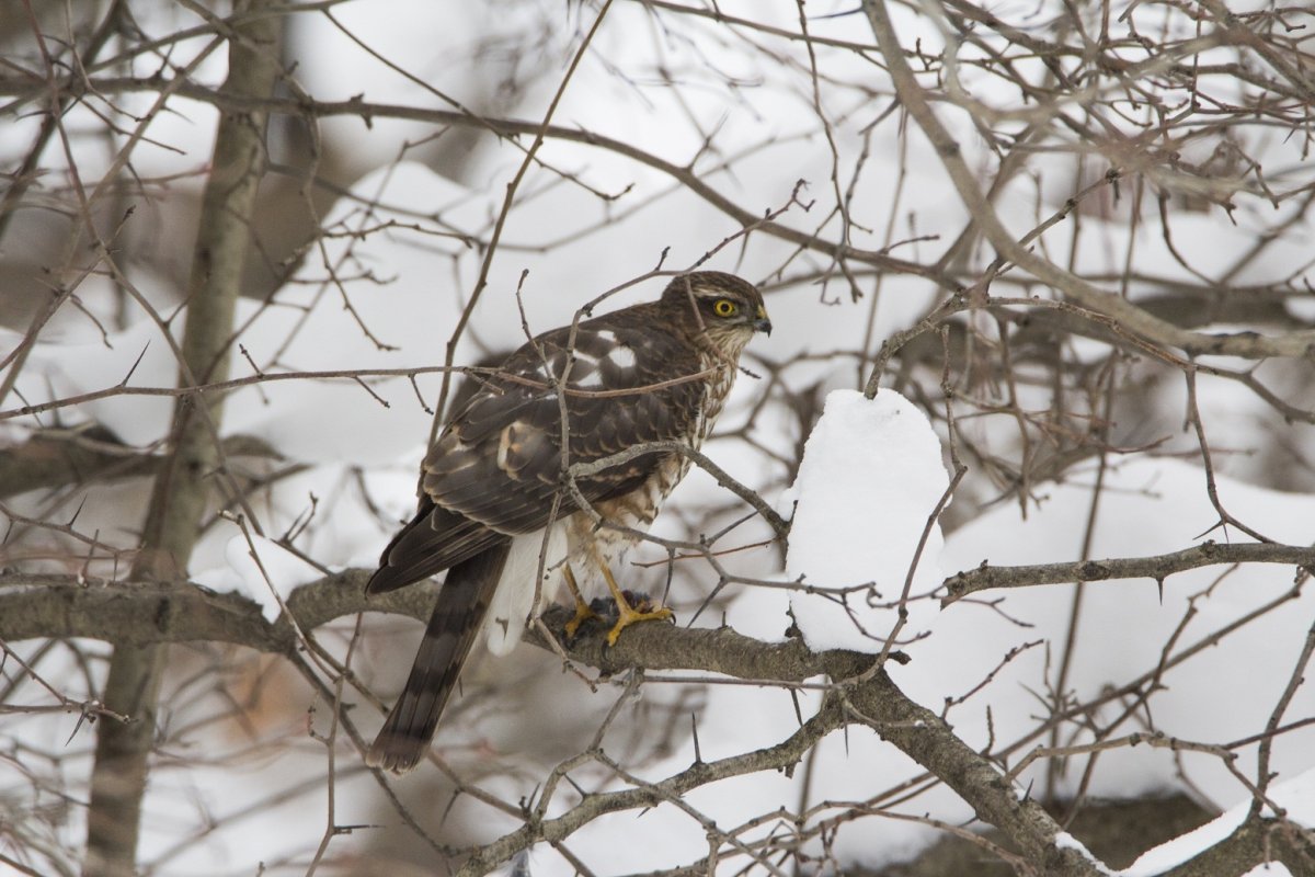 Ястреб-перепелятник в Москве