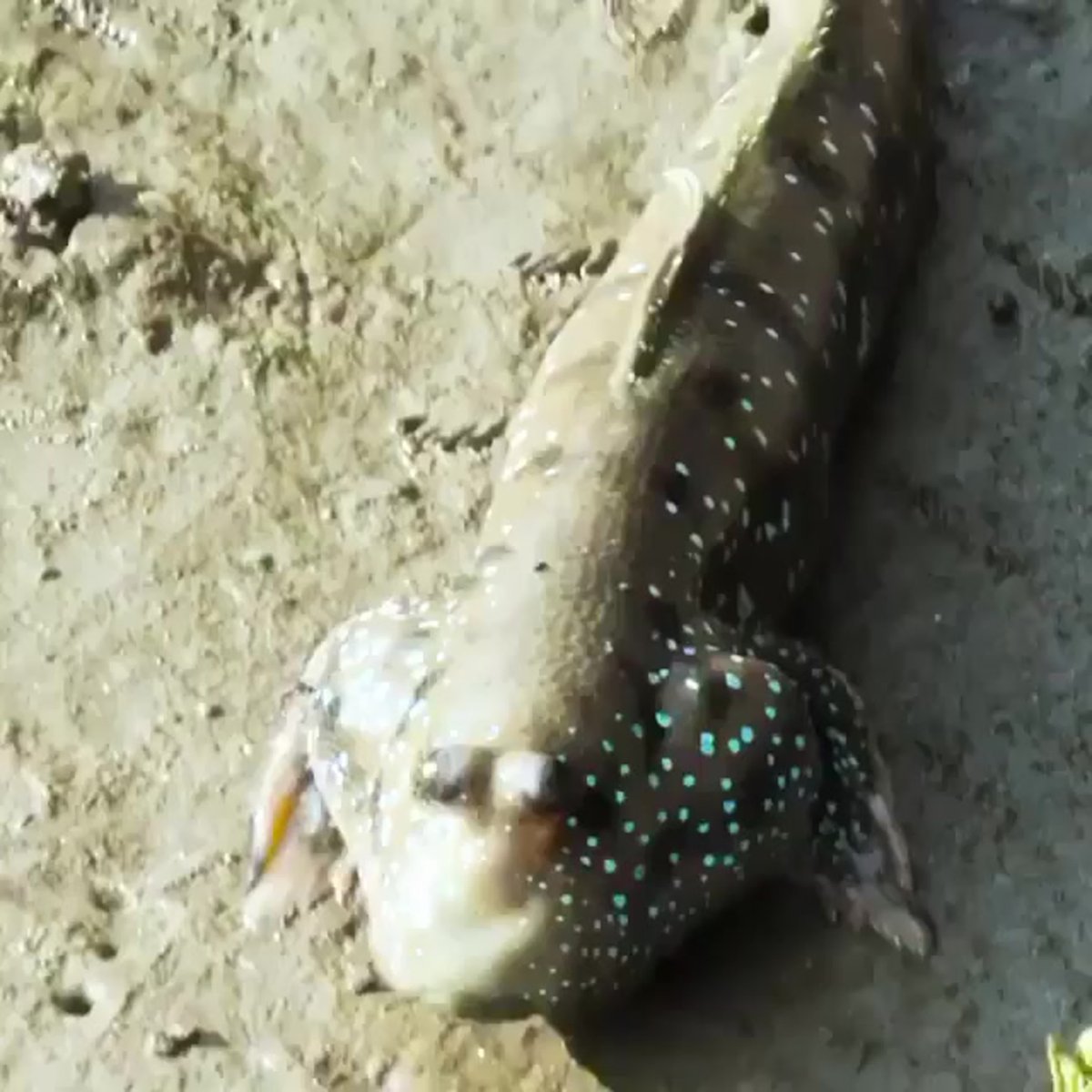 Илистый прыгун Египет