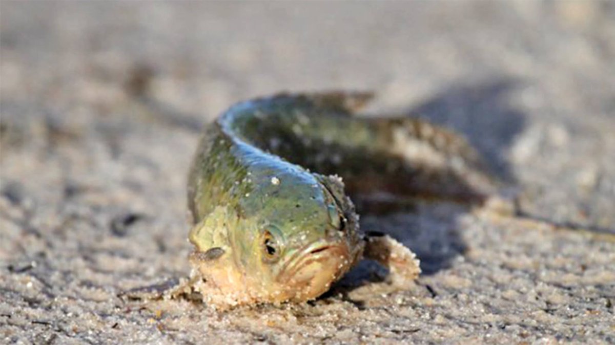 Рыбка илистый прыгун