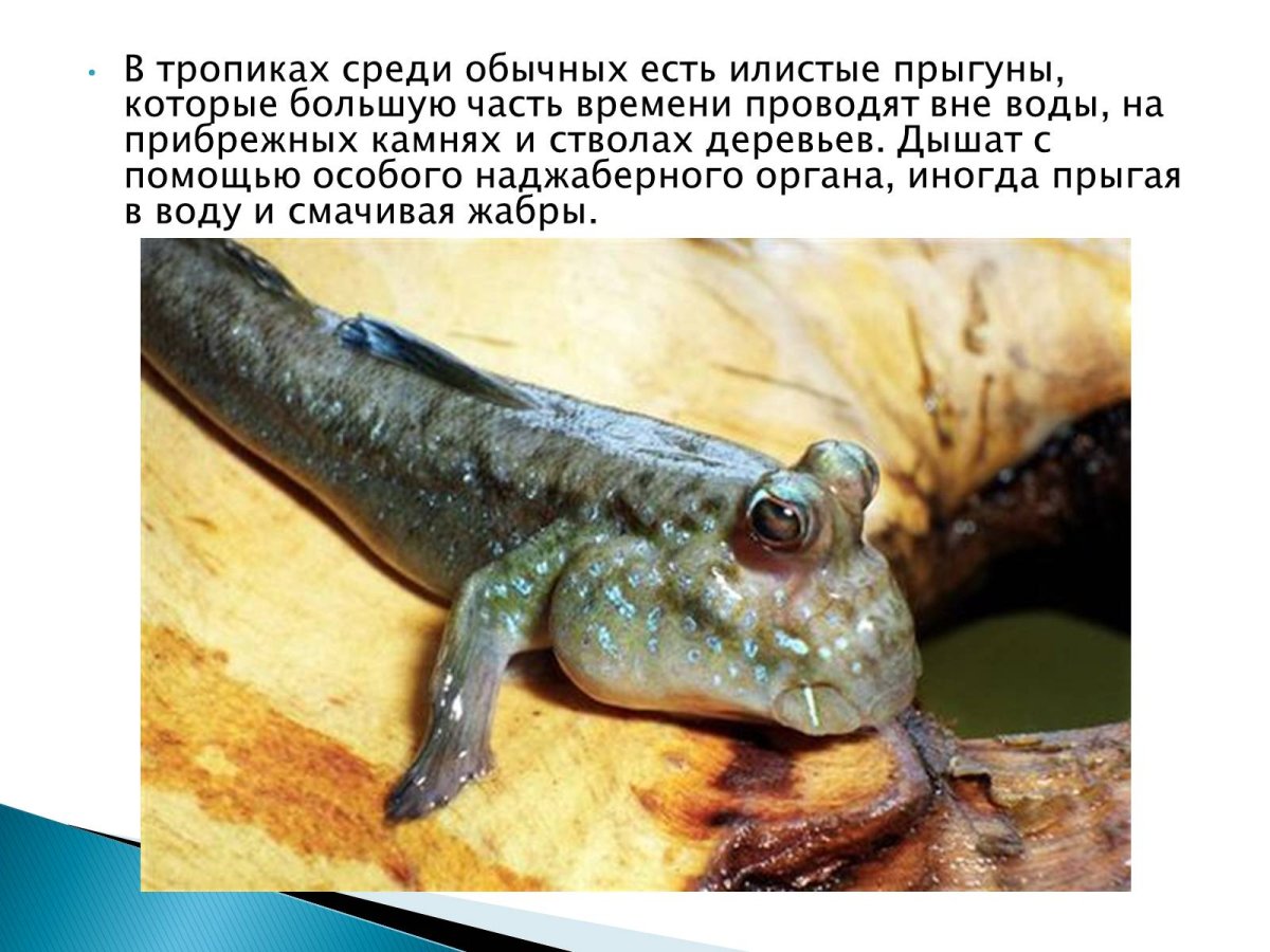 Физиологические адаптации илистого прыгуна