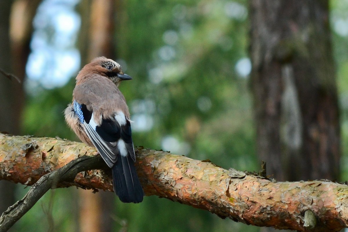 Птицы Московской области фото с названиями