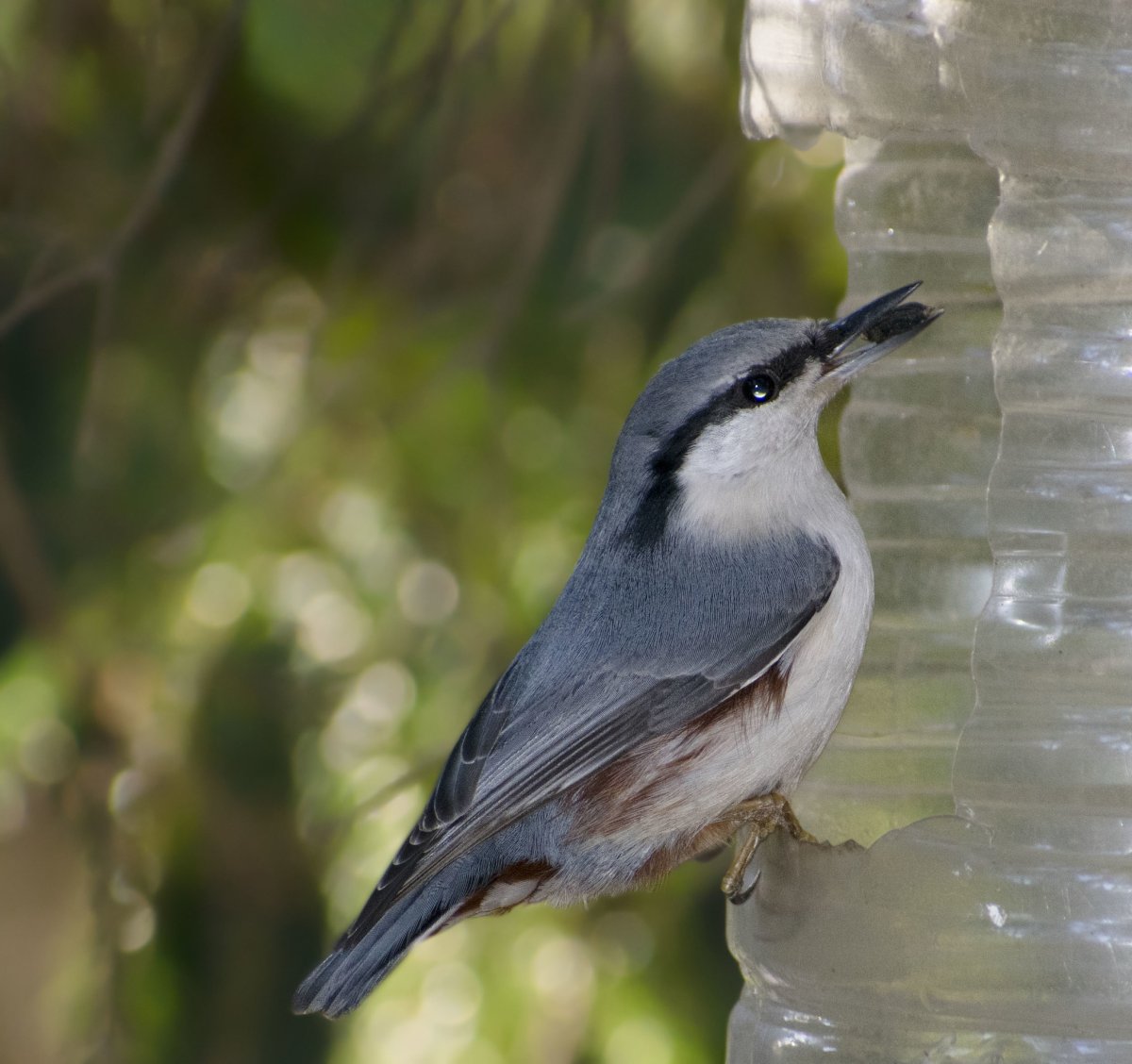 Поползень птица рисунок