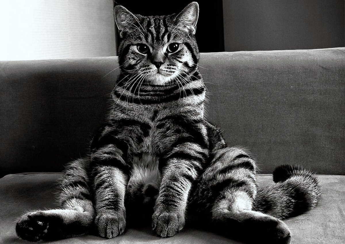 Дерзкий кот