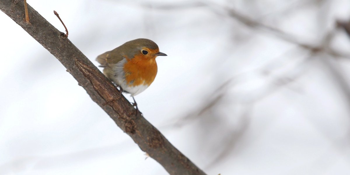 Птицы Москвы которые голодают зимой