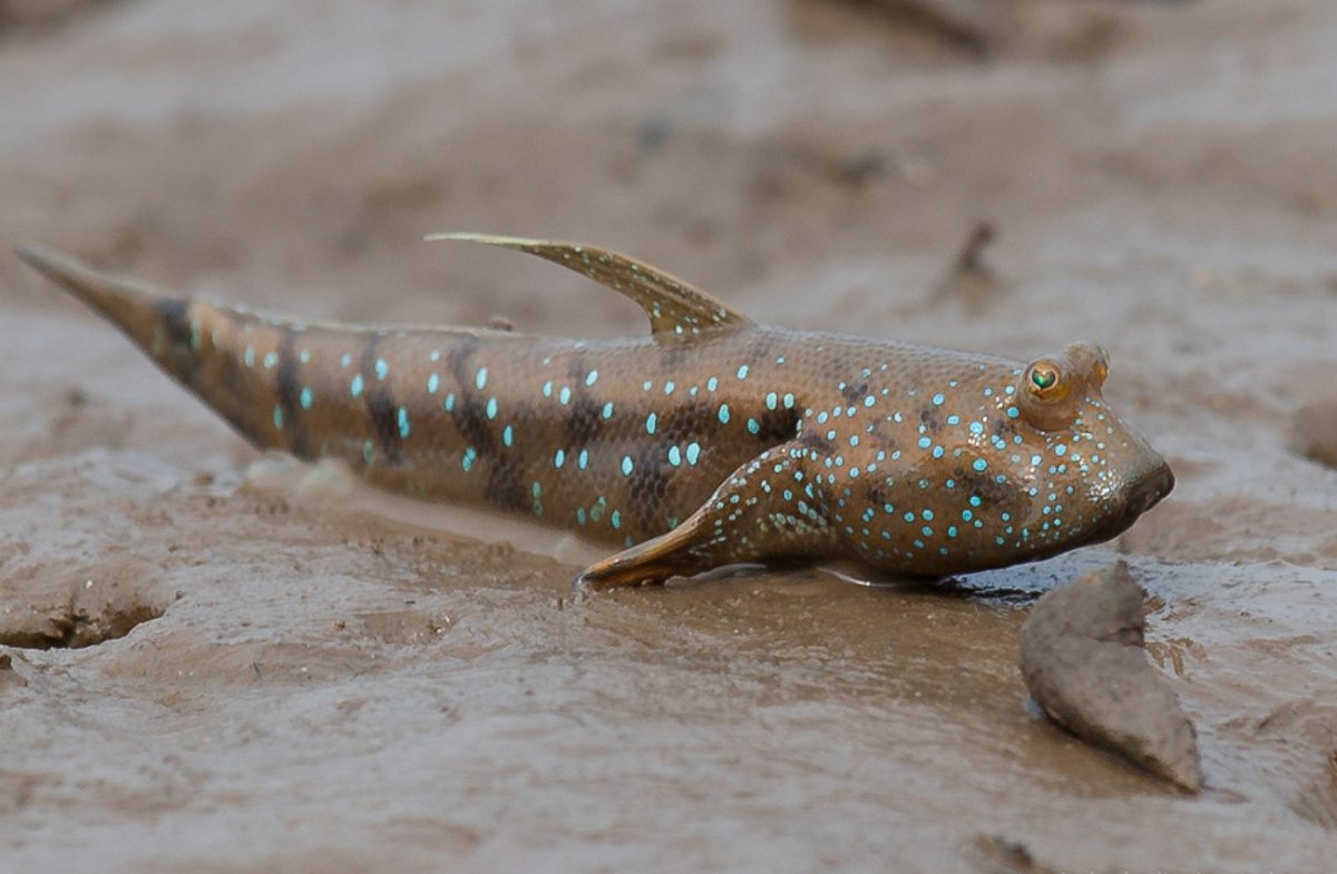 Обыкновенный илистый прыгун