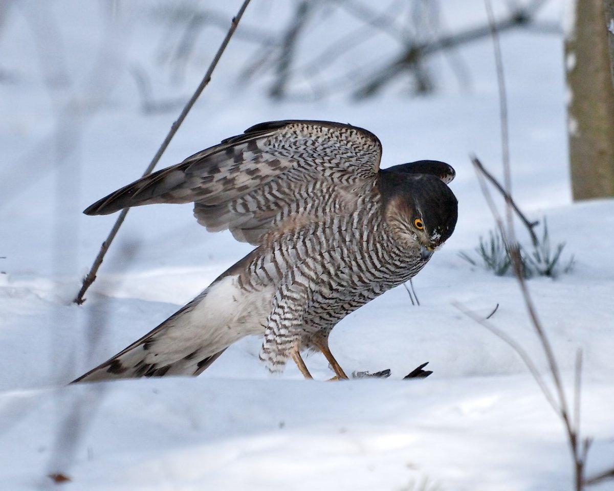 Ястреб-тетеревятник Сибирский
