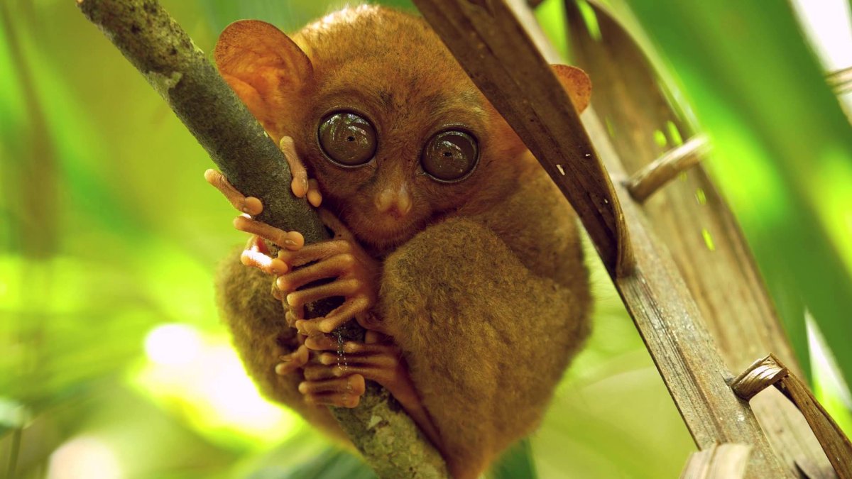 Банканский долгопят