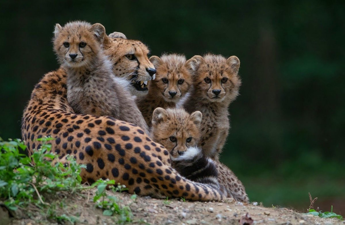 Семейство кошачьих гепард