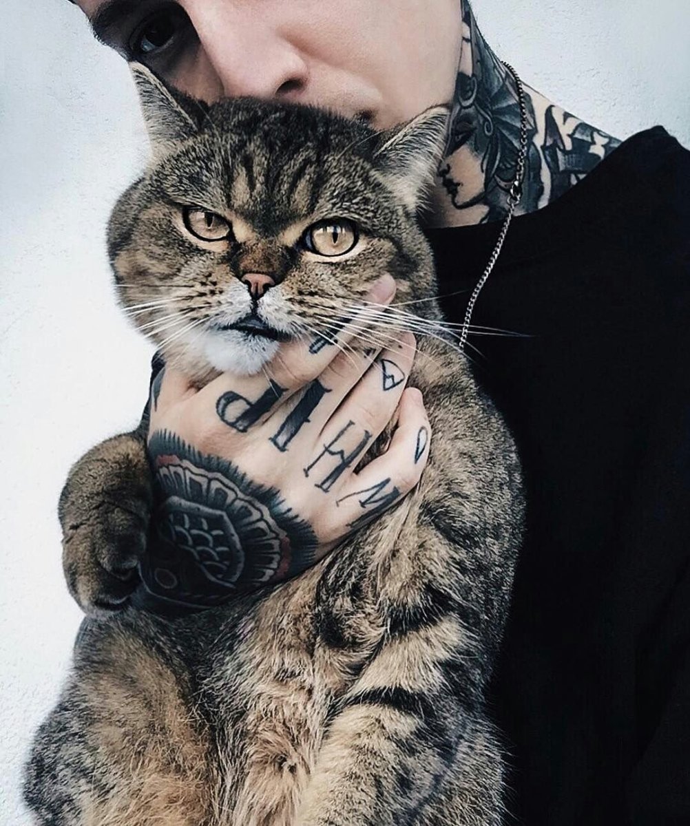 Довольный кот