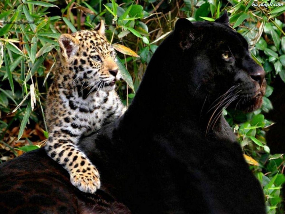 Пума Ягуар леопард пантера