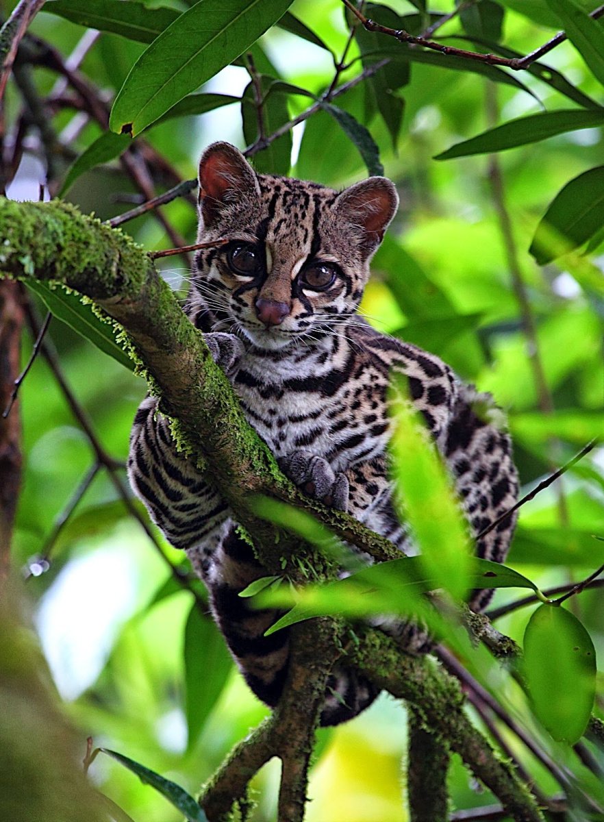 Сервал каракал Саванна