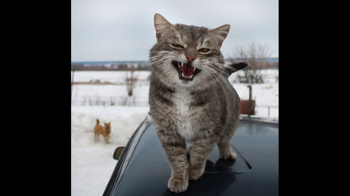 Наглая морда