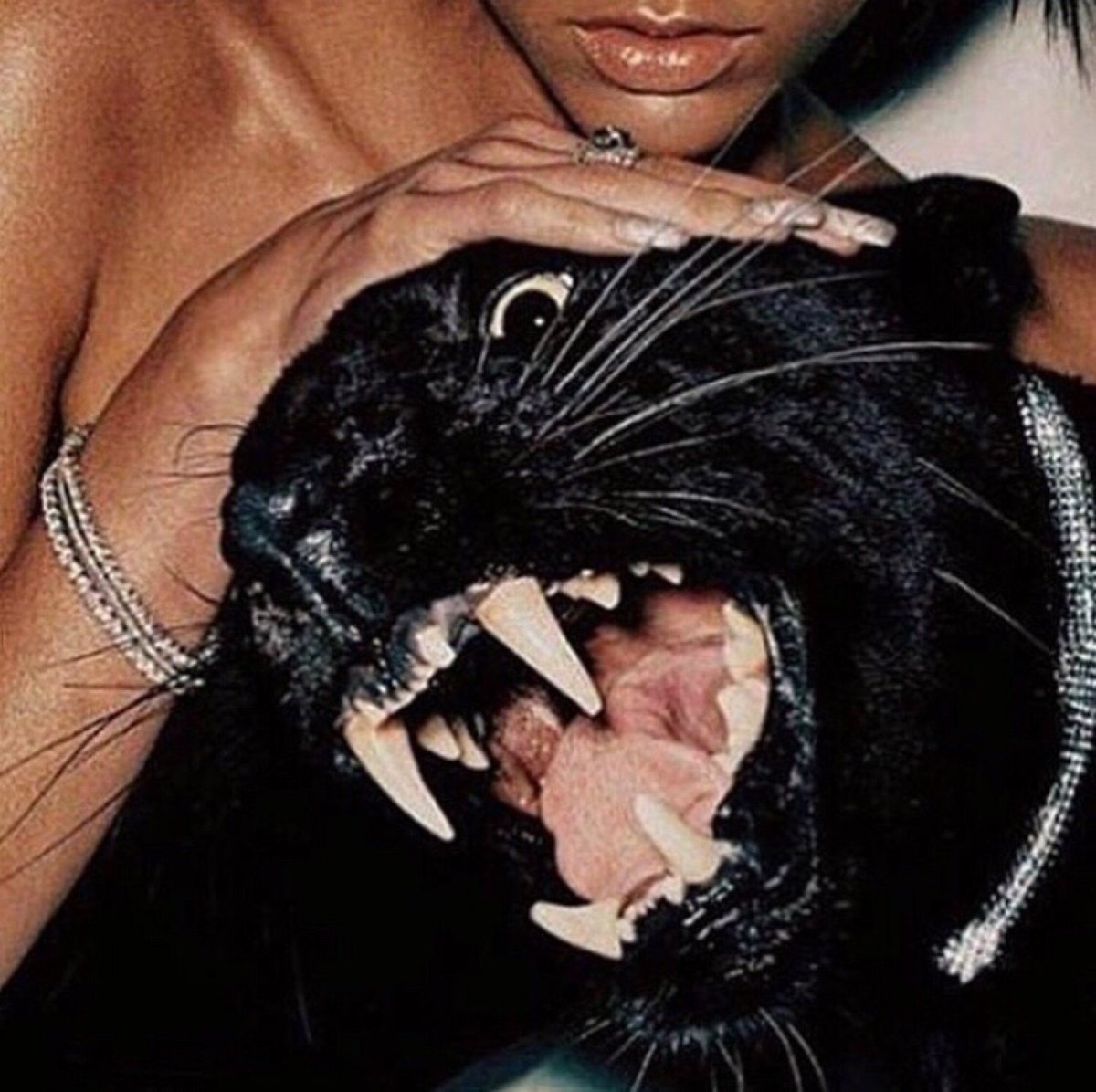 Беззубый кот