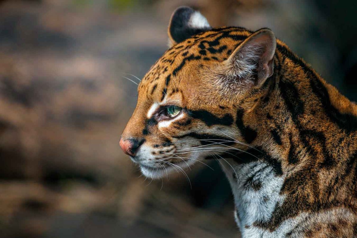 Оцелот кошка