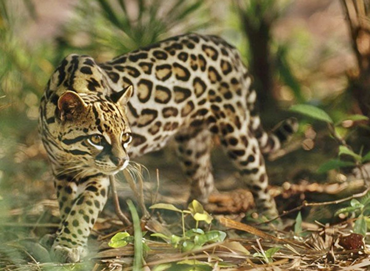Карликовый леопард