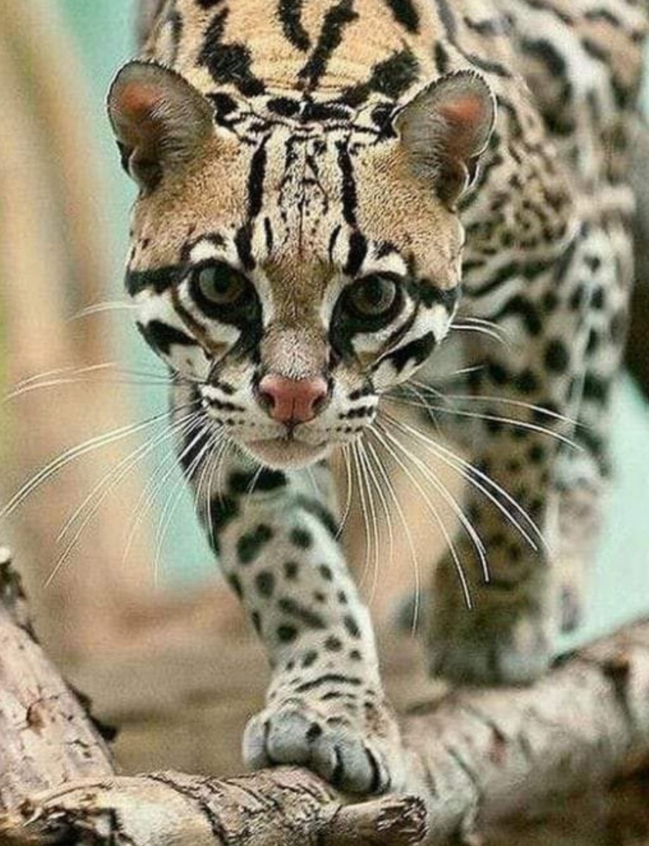 Онцилла Маргай