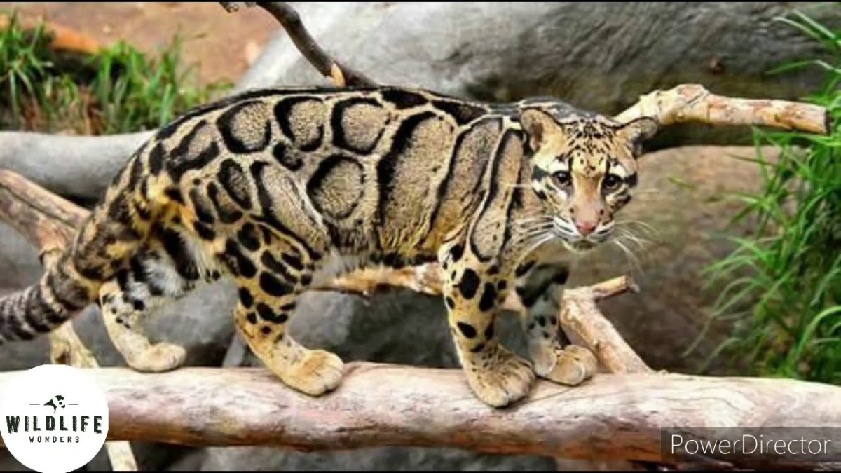 Борнейский дымчатый леопард