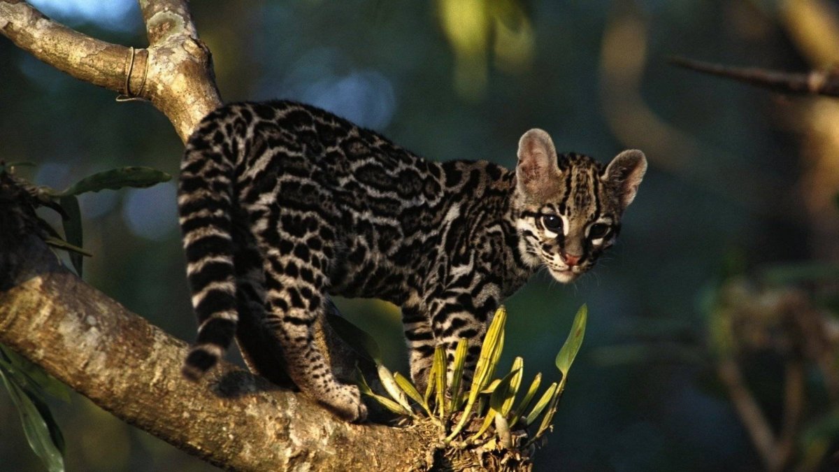 Оцелот (leopardus pardalis)