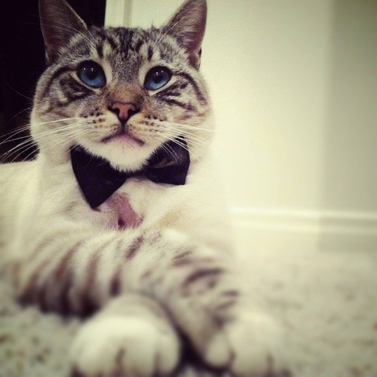 Джонни Ноксвилл кот