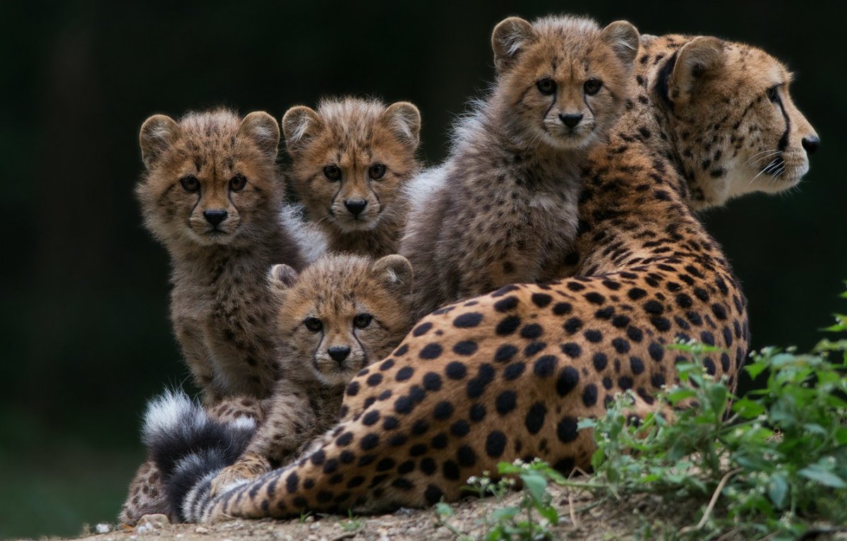 Маргай кошка