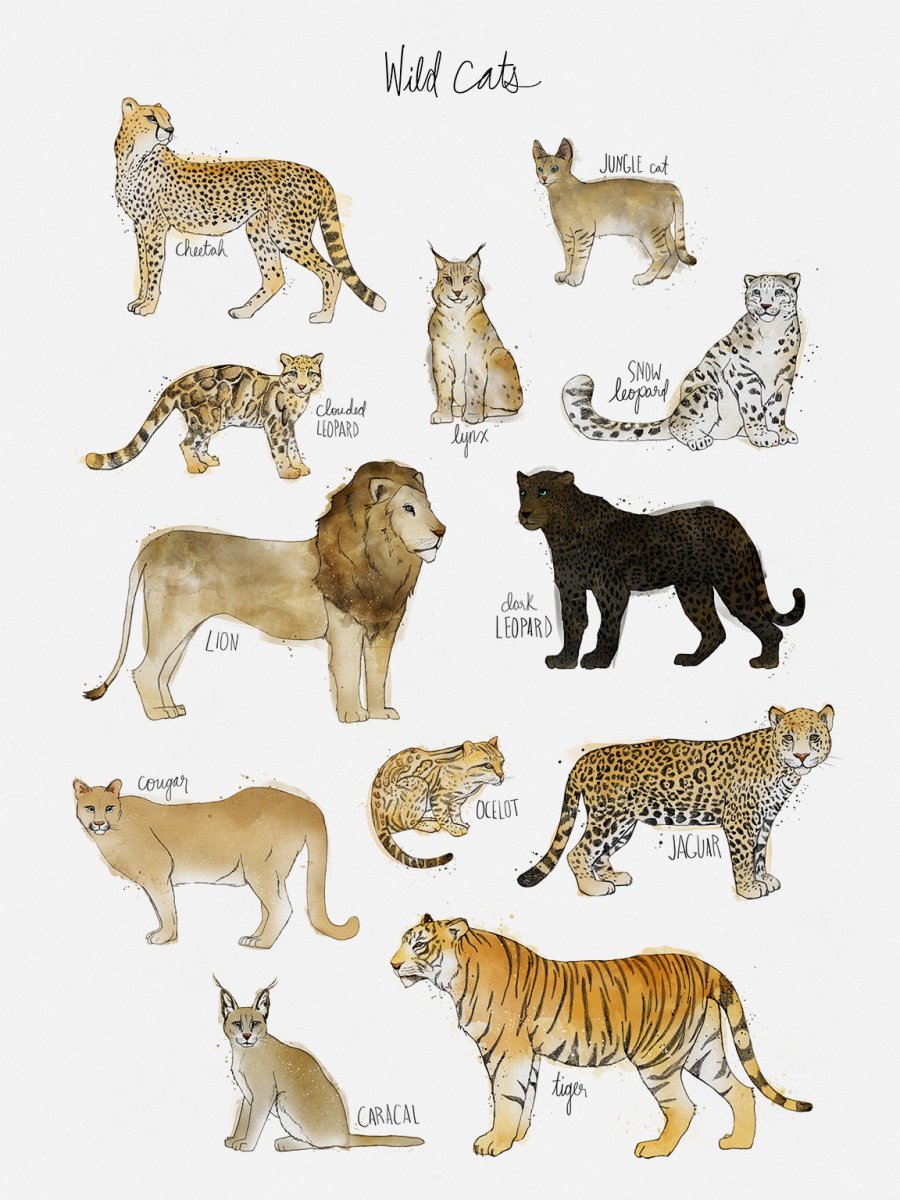 Кошачье семейство