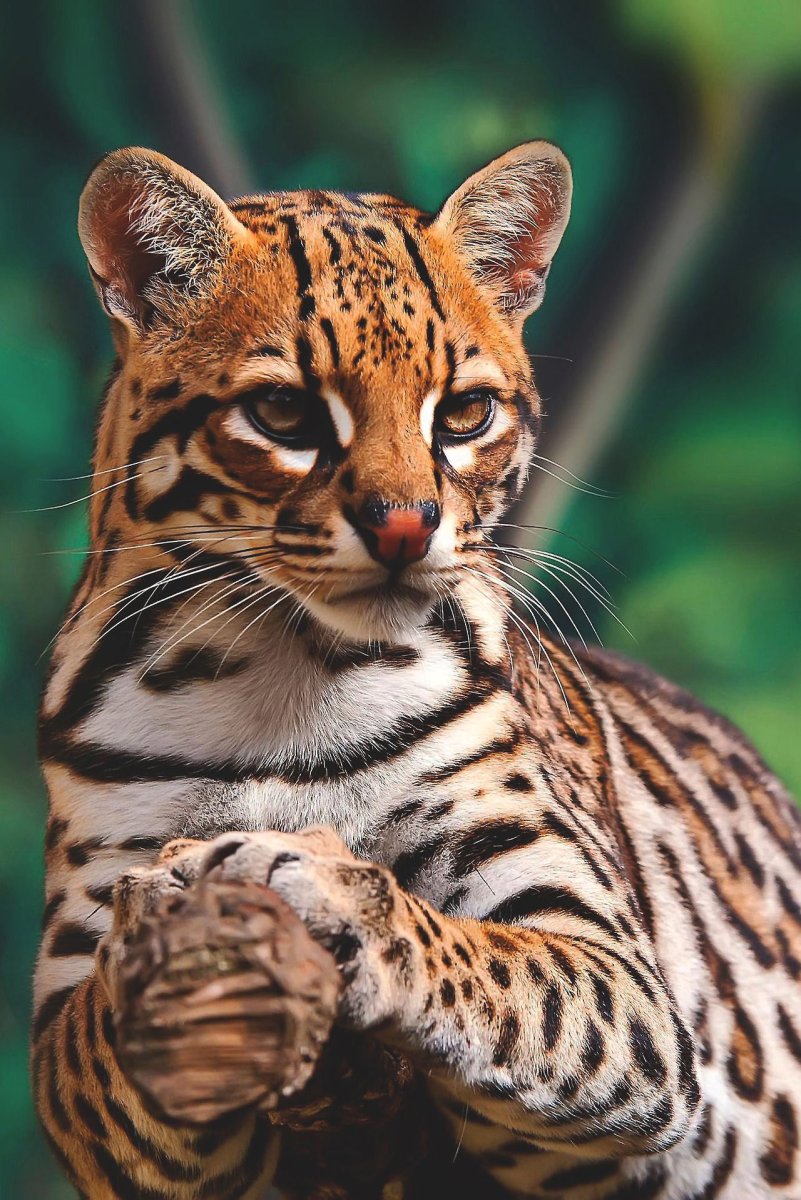 Дикая кошка Оцелот