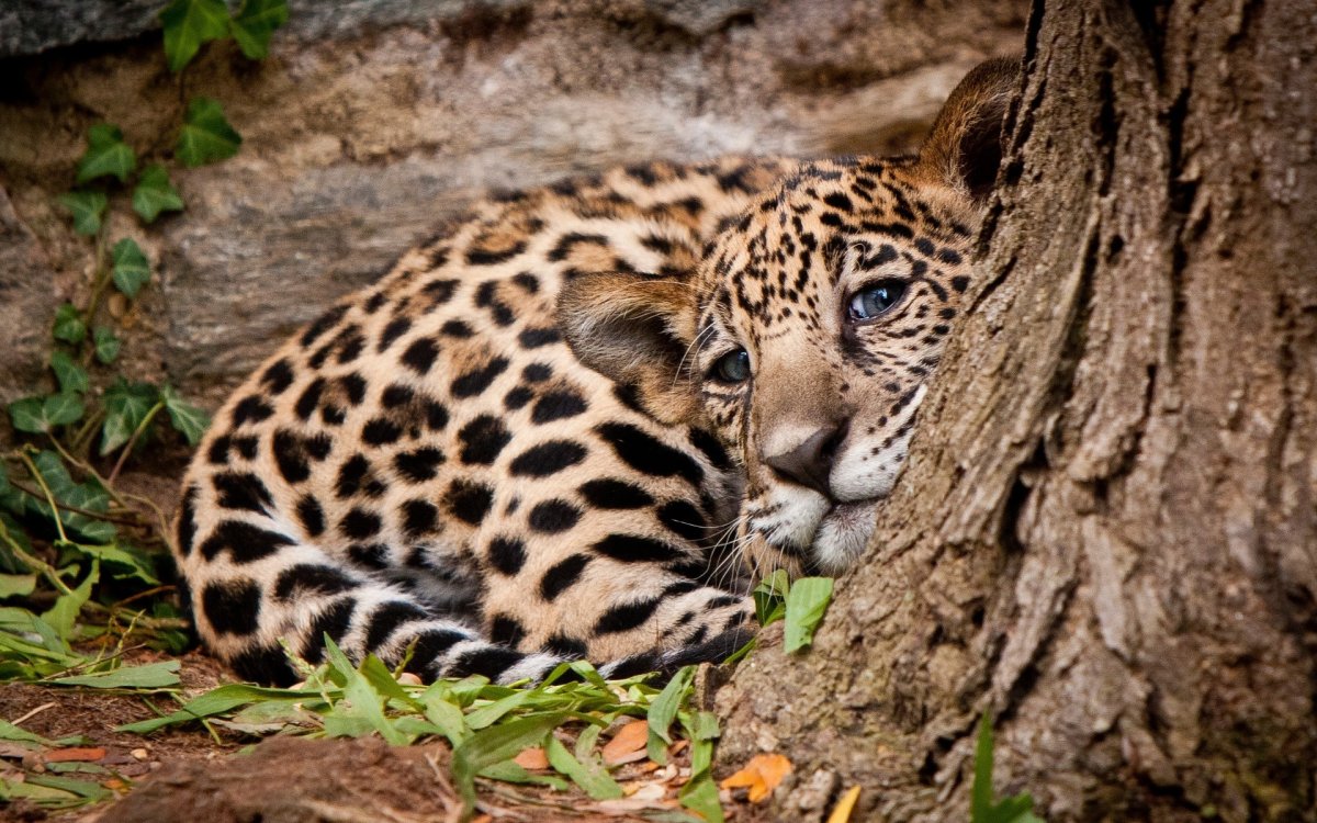 Рысь с кисточками на ушах